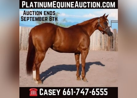 American Quarter Horse, Mare, 7 years, 14 hh, Chestnut