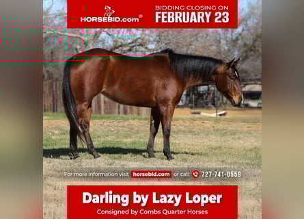 American Quarter Horse, Mare, 7 years, 14,2 hh, Bay