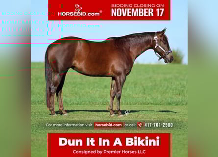 American Quarter Horse, Mare, 7 years, 14,2 hh, Chestnut