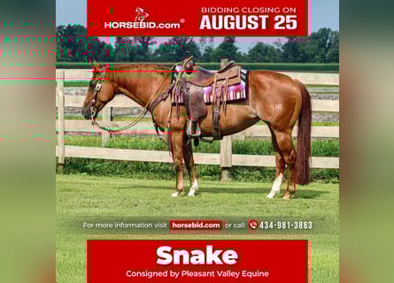 American Quarter Horse, Mare, 7 years, 14,3 hh, Rabicano