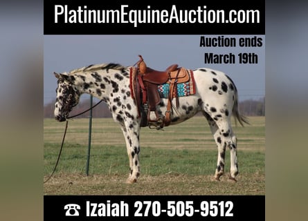 American Quarter Horse, Mare, 7 years, 15,1 hh, Leopard-Piebald