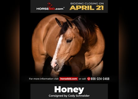 American Quarter Horse, Mare, 7 years, 15.1 hh