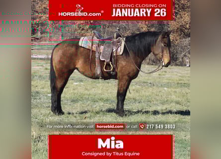 American Quarter Horse Mix, Mare, 7 years, 15.2 hh, Buckskin