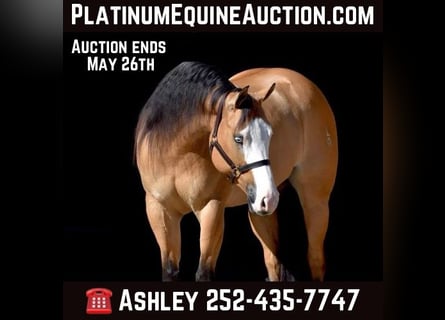American Quarter Horse, Mare, 7 years, 15.2 hh, Buckskin