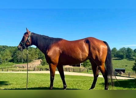 American Quarter Horse, Mare, 7 years, 15 hh, Bay