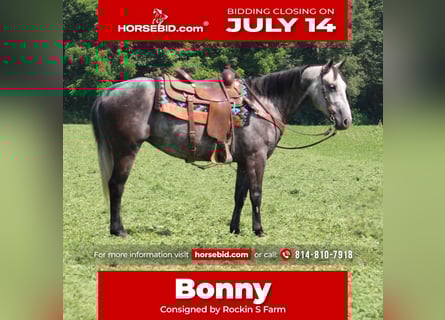 American Quarter Horse, Mare, 7 years, 15 hh, Grey