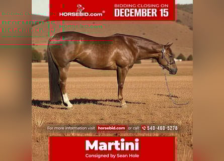 American Quarter Horse, Mare, 7 years, 15 hh, Sorrel