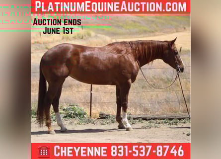 American Quarter Horse, Mare, 7 years, 15,3 hh, Chestnut