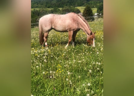 American Quarter Horse, Mare, 7 years, 16 hh, Roan-Red