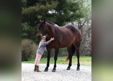 American Quarter Horse, Mare, 7 years, Bay-Dark
