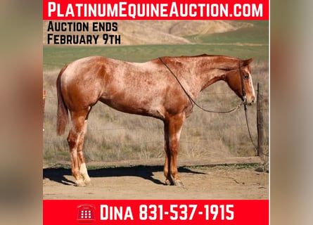 American Quarter Horse, Mare, 7 years, Roan-Red