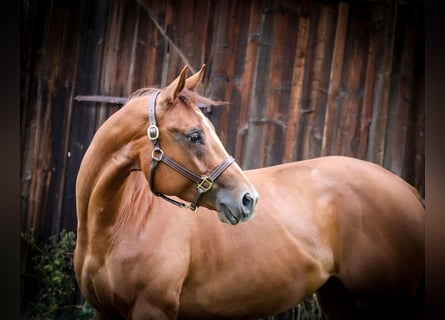 American Quarter Horse, Mare, 7 years