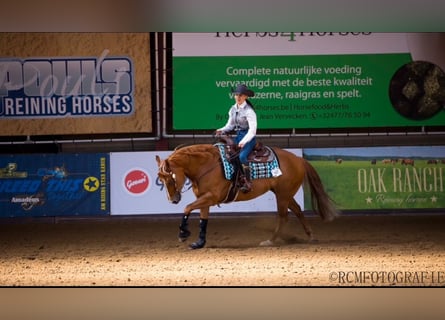 American Quarter Horse, Mare, 8 years, 14.1 hh, Red Dun