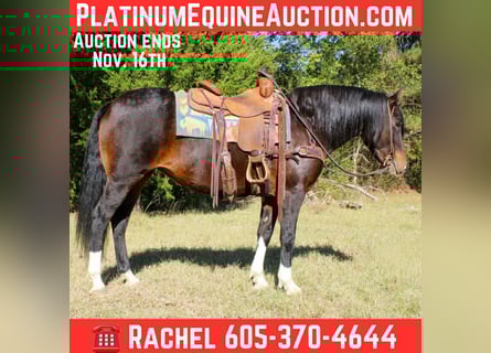 American Quarter Horse, Mare, 8 years, 14.2 hh, Bay