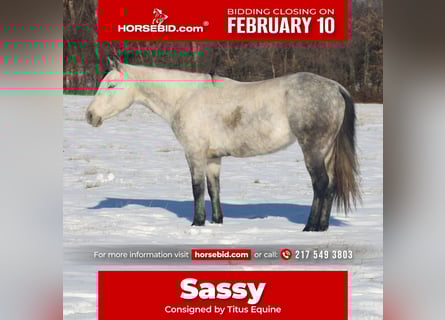 American Quarter Horse, Mare, 8 years, 14,2 hh, Gray