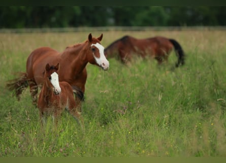 American Quarter Horse, Mare, 8 years, 14,3 hh, Chestnut-Red