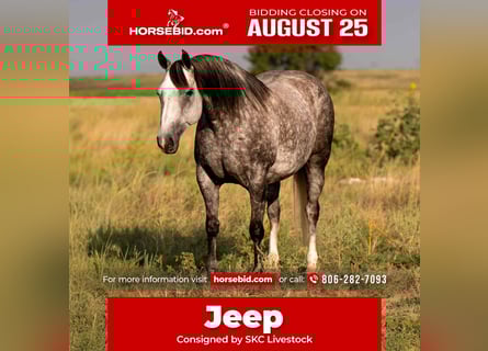 American Quarter Horse, Mare, 8 years, 14,3 hh, Grey