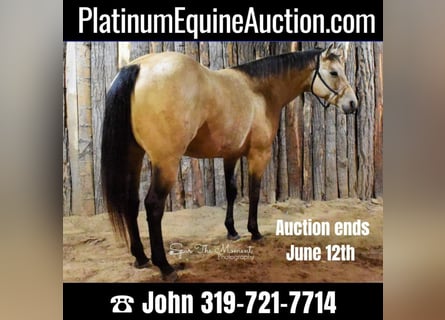 American Quarter Horse, Mare, 8 years, 15.1 hh, Buckskin