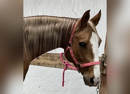 American Quarter Horse, Mare, 8 years, 15.1 hh, Palomino