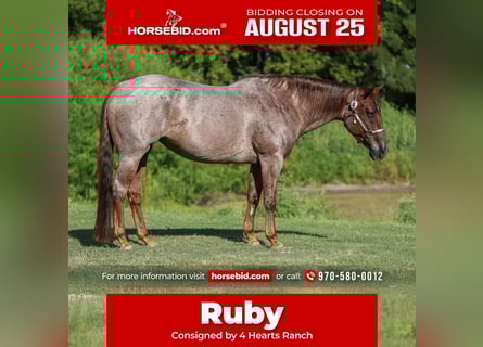 American Quarter Horse, Mare, 8 years, 15.1 hh, Roan-Red