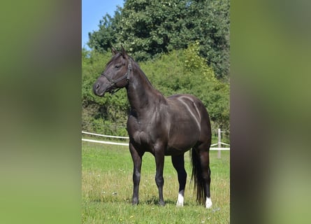 American Quarter Horse, Mare, 8 years, 15,2 hh, Black