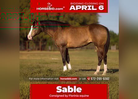 American Quarter Horse, Mare, 8 years, 15.2 hh, Buckskin