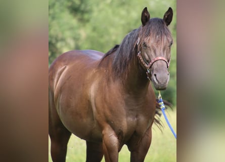 American Quarter Horse, Mare, 8 years, 15 hh, Black