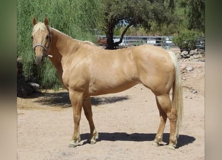 American Quarter Horse, Mare, 8 years, 15 hh, Palomino
