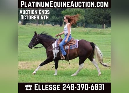 American Quarter Horse, Mare, 8 years, 15 hh, Tobiano-all-colors