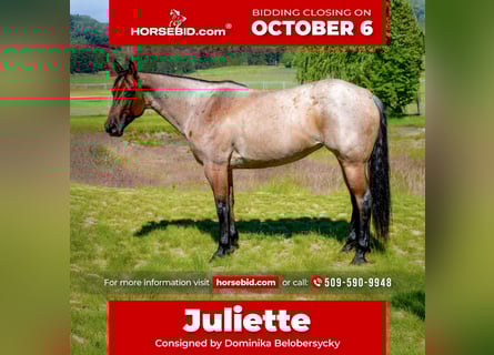 American Quarter Horse, Mare, 8 years, 15,2 hh, Roan-Bay