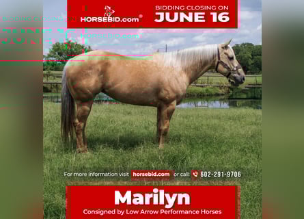 American Quarter Horse, Mare, 8 years, 15,3 hh, Palomino