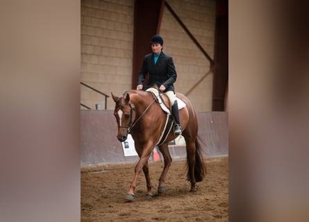 American Quarter Horse, Mare, 8 years, 16 hh, Chestnut-Red