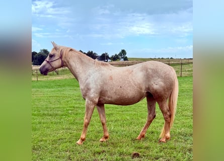 American Quarter Horse, Mare, 8 years, 16 hh, Palomino