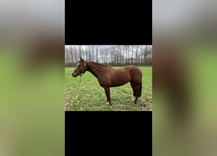 American Quarter Horse, Mare, 8 years, Chestnut-Red