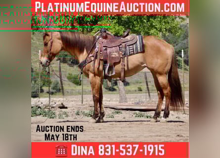 American Quarter Horse, Mare, 8 years, Dun