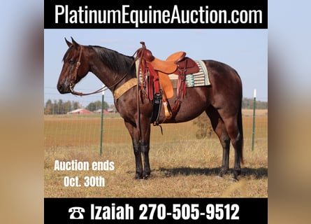 American Quarter Horse, Mare, 8 years, Roan-Bay