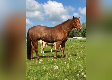 American Quarter Horse, Mare, 9 years, 14.2 hh, Chestnut-Red