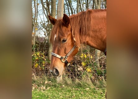 American Quarter Horse, Mare, 9 years, 14.2 hh, Chestnut-Red