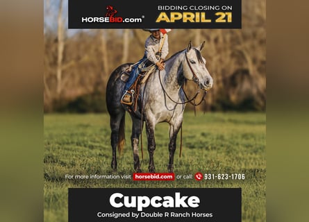 American Quarter Horse, Mare, 9 years, 14.3 hh, Gray