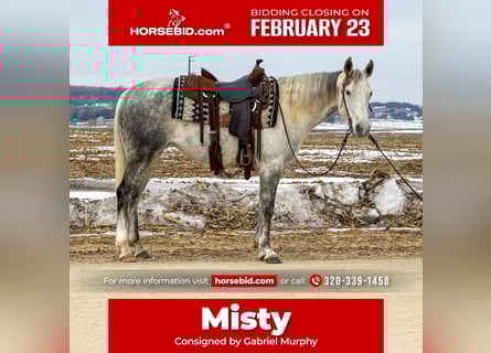 American Quarter Horse, Mare, 9 years, 14.3 hh, Grey