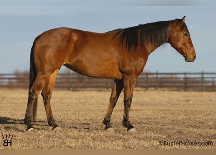 American Quarter Horse, Mare, 9 years, 14,2 hh, Bay