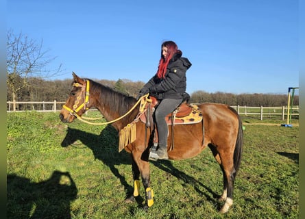 American Quarter Horse, Mare, 9 years, 14,3 hh, Brown