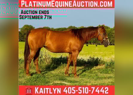 American Quarter Horse, Mare, 9 years, 14,3 hh, Chestnut