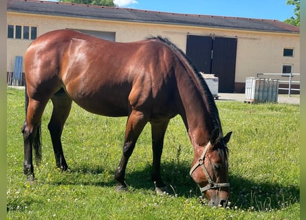 American Quarter Horse, Mare, 9 years, 15,1 hh, Brown