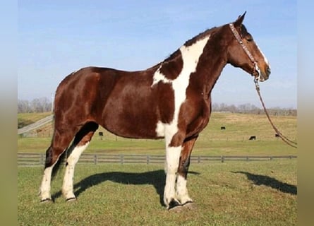 American Quarter Horse, Mare, 9 years, 15.3 hh, Brown