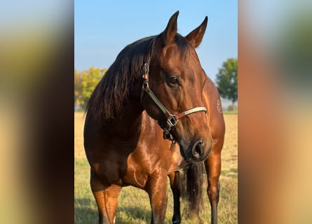 American Quarter Horse, Mare, 9 years, 15 hh, Brown