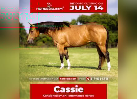 American Quarter Horse, Mare, 9 years, 15 hh, Buckskin