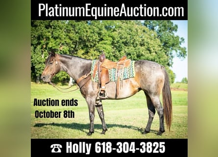 American Quarter Horse, Mare, 9 years, 15 hh, Roan-Bay