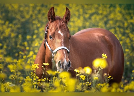 American Quarter Horse, Mare, 9 years, 15,3 hh, Chestnut-Red