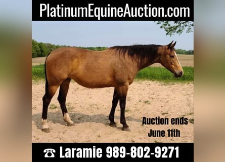 American Quarter Horse, Mare, 9 years, Buckskin